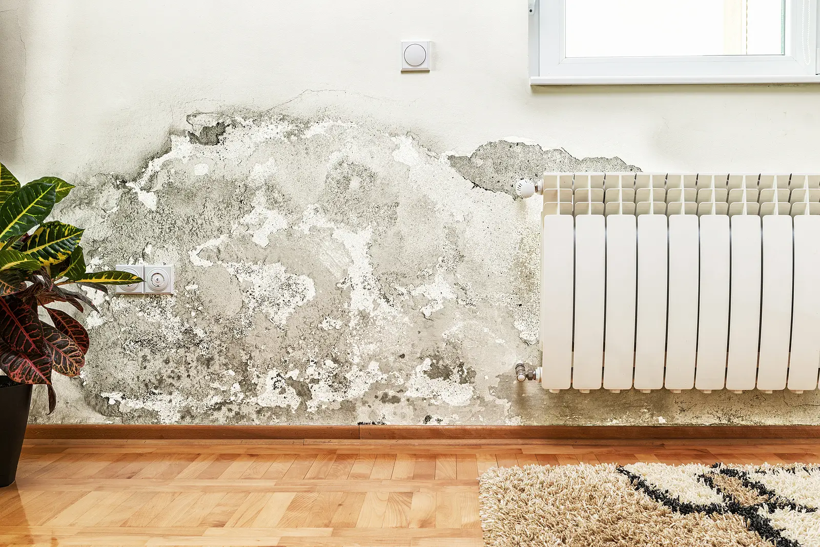 South Carolina House Bill 3232: What Proposed Mold Rules Could Mean for Coastal SC Owners